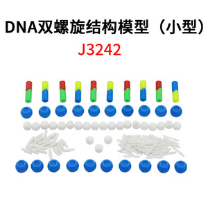 Modelo de ensamblaje de componentes de la estructura de la doble hélice del ADN; modelo de estructura del ADN; modelo genético; pequeño experimento biológico. - Product Image 2