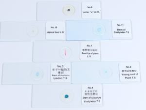 Preparaciones microscópicas de epidermis de <span class=keywords><strong>cebolla</strong></span> - Product Image 3