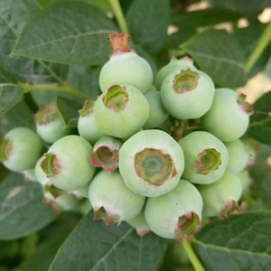 ต้นบลูเบอร์รี่ขนาดใหญ่พิเศษ สายพันธุ์นอร์ธเซาท์ฟรุต แบล็คเพิร์ล บลูเบอร์รี่ แรบบิทอายส์ ปลูกในกระถาง ต้นกล้าผลไม้สด - Product Image 4