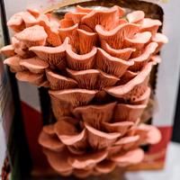 Boîtes d'emballage en carton ondulé pour kit de culture de champignons bio de marque personnalisée