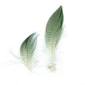 Plumes de canard à bandes naturelles teintes en gros, lavées, brutes, pour la pêche à la mouche, l'artisanat DIY, les arts, les accessoires de cheveux, les chapeaux - Product Image 1