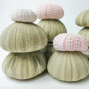 Accesorios de fotografía, macetas, adornos naturales para peceras, materiales Diy, decoración del hogar, regalos, erizo de mar verde rosa, conchas de Sputnik