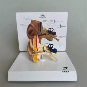 Modelo Anatómico de Oído Humano para Ciencias Médicas, Modelo de Oído Humano Ampliado - Product Image 4