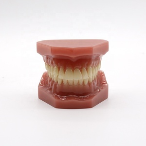 Dental Orthodontic Teeth Model Teaching Study