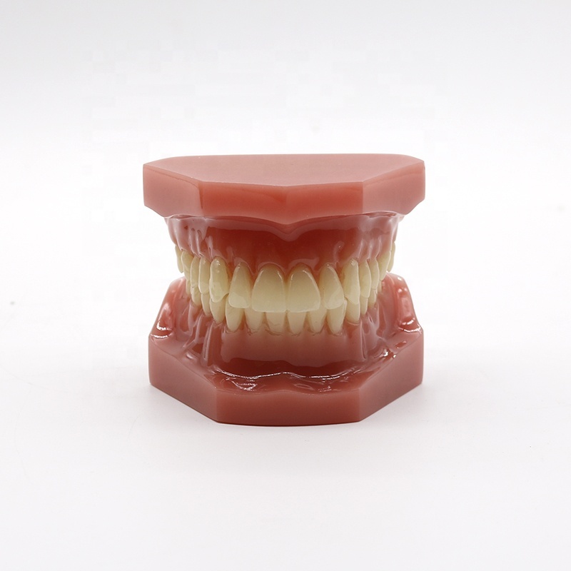Dental Orthodontic Teeth Model Teaching Study