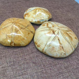 Nieuwkomers Natuurlijke Zeester Steen Genezingen Kristal Ruwe Steen Folk Ambachten Ster Fossielen Steen Te Koop - Product Image 5