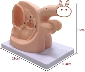 पुरुष और महिला आंतरिक और बाहरी जननांग एनाटॉमी मॉडल और कैथीटर मोल्ड कैथीटर एनाटॉमी मॉडल चिकित्सा शिक्षण मॉडल - Product Image 4