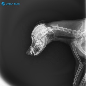Appareil de radiographie portable vétérinaire et humain 90kV, équipement numérique haute définition, scanner de radiographie portatif à faible rayonnement Vetoo - Product Image 5