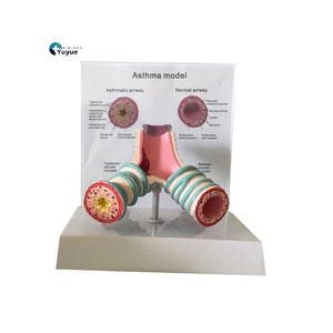 Modelo de enseñanza médica-Modelo de Anatomía de la sección sagital faríngea oral nasal para educación y entrenamiento médico - Product Image 1
