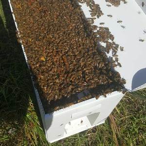 A prueba de UV Corflute plástico colmenas de abejas abeja cartón Nuc CAJA PLEGABLE 5 marcos reina crianza colmena - Product Image 6