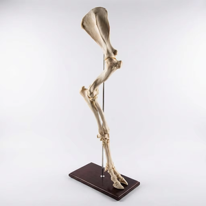 Modelo <span class=keywords><strong>de</strong></span> Hueso <span class=keywords><strong>de</strong></span> Ganado a Tamaño Real, Modelo Anatómico Veterinario para Enseñanza y Educación |   <span class=keywords><strong>Esqueleto</strong></span> <span class=keywords><strong>Bovino</strong></span> Montado y Resistente - Product Image 3