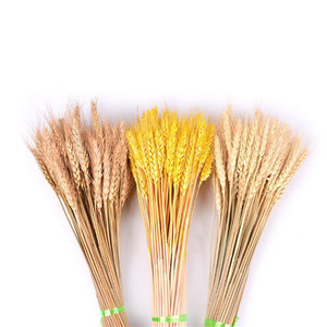 Fiori Secchi di Grano, Piante Pastorali Naturali in Colori Primari per Decorazioni Autunnali - Product Image 2