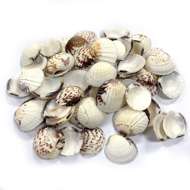 Decorative Natural Seashell Conch and Clam Shells Indoor/Outdoor Custom Dimensions