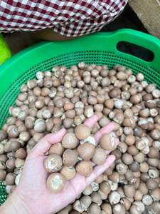 Hochwertige Premium Indonesien Ganze Betelnuss Optimaler Tannin gehalt Hoch nach gefragte Landwirtschaft Industrielle Zutat - Product Image 5