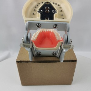 Modèle de dents standard Heidefee M8012, 32 dents, modèle anatomique en silicone médical pour l'enseignement dentaire - Product Image 2