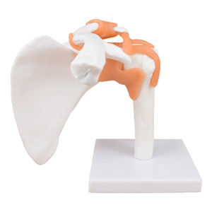 Modelo de articulación de <span class=keywords><strong>hombro</strong></span> de <span class=keywords><strong>esqueleto</strong></span> anatómico <span class=keywords><strong>humano</strong></span> de tamaño real con ligamentos - Product Image 1