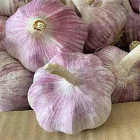 Nouvelle Récolte 100% Aliment Frais Ail Rouge de Tunis 55mm Boîte de 10KG Origine Shandong Marque JUFU Vente Directe