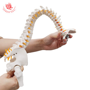 Modèle de colonne vertébrale humaine de taille moyenne, configuration osseuse médicale, bassin flexible, affichage des nerfs vertébraux, modèle de colonne vertébrale réduit à l'échelle 2:1 - Product Image 4
