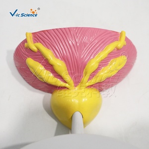 Modèle de section transversale de la vessie et de la prostate pour l'enseignement en <span class=keywords><strong>urologie</strong></span> des écoles de médecine et la formation clinique CE/ISO/ROHS/CNAS - Product Image 3
