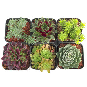 Venta al por mayor: Mezcla de suculentas resistentes Mountain Crest GARDENS, plantas vivas de Sempervivum y Sedum, tolerantes al frío, para interiores, en macetas de 2 pulgadas, para roca. - Product Image 1