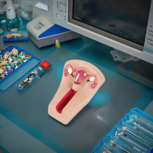 Modèle avancé de <span class=keywords><strong>formation</strong></span> en sciences médicales pour femme pour la <span class=keywords><strong>formation</strong></span> d'urgence en PVC contraceptif intra-utérin pour les étudiants médecins - Product Image 2