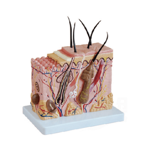 Modello Anatomico della <span class=keywords><strong>Pelle</strong></span> <span class=keywords><strong>Umana</strong></span> con Capelli, Modello Ingrandito della Struttura del Tessuto Cutaneo - Product Image 4