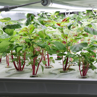 Usine de culture verticale hydroponique intérieure multi-niveaux à prix avantageux, facile à utiliser, avec service personnalisé pour les légumes-feuilles
