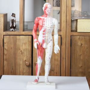 Modèle d'<span class=keywords><strong>acupuncture</strong></span> chinoise avec muscles 60/85/170cm Modèle de <span class=keywords><strong>points</strong></span> d'<span class=keywords><strong>acupuncture</strong></span> du corps humain - Product Image 3