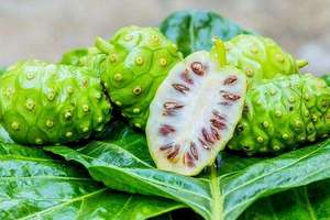 Suministro de extracto de <span class=keywords><strong>noni</strong></span> orgánico de la UE 100% polvo de jugo de <span class=keywords><strong>noni</strong></span> - Product Image 3