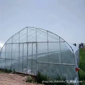 Agricultura Tomate Invernadero Marcos Película de plástico Single Span Túnel Invernaderos para plantas