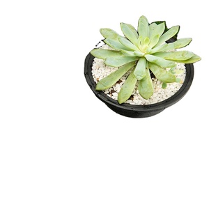 Macetas Coreanas para <span class=keywords><strong>Suculentas</strong></span> de Varios Tamaños, Macetas Redondas y Gruesas, Macetas Combinadas con Diseño de Tronco Viejo, Macetas de Plástico para Plantas Verdes y Flores - Product Image 3