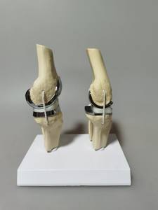 Modelo de <span class=keywords><strong>Rodilla</strong></span> Doble Artificial de Tamaño Real, Modelo de Demostración de Anatomía de <span class=keywords><strong>Rodilla</strong></span> Humana para Enseñanza y Entrenamiento Médico - Product Image 4