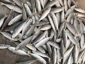 P1132 arazi dondurulmuş Scad balık küçük boy üretici balık 140-160 adet dondurulmuş Scad 50-60g - Product Image 3