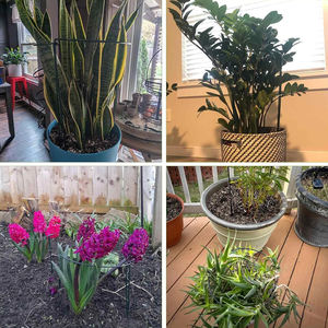 Supporto a cerchio da giardino in metallo per pomodori tulipani rose margherite piante da giardino lavanda supporto cerchio arco mezzo giro paletto - Product Image 3