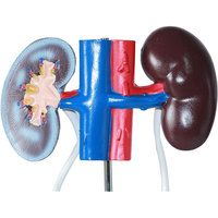 Modelo Anatómico de PVC para Ciencias Médicas, Sistemas Genitourinarios y Urinarios Masculinos, Riñón, Vejiga, Testículos, Pene, Entrenamiento, CE/ISO