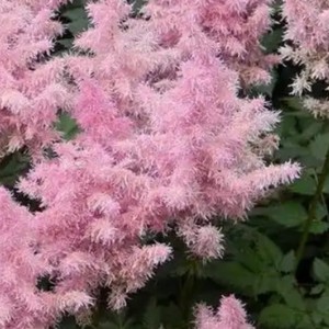 Poudre d'Astilbe <span class=keywords><strong>Chinensis</strong></span> de haute pureté complètement soluble dans l'eau Poudre d'extrait d'Astilbe <span class=keywords><strong>Chinensis</strong></span> Grande offre - Product Image 4