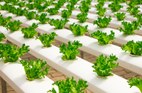Système de culture hydroponique vertical NFT Seedafarm à haut rendement, haute rigidité, facile à utiliser pour les serres domestiques et les fermes