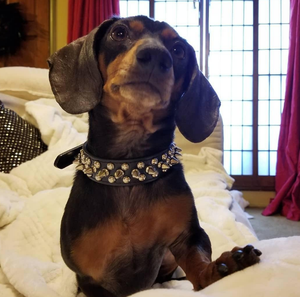 <span class=keywords><strong>Collar</strong></span> Ajustable para Mascotas HONGMA, Ecológico, de Cuero, con Remaches de Espigas, Diseño de Patrón Sólido, Cierre de Botón, para Perros - Product Image 6