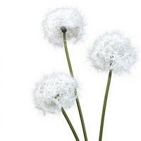 Bunga Sutra Dandelion Simulasi Sederhana Nordik, Bunga Kering Berkualitas, Rangkaian Bunga untuk Dekorasi Jendela, Seni Bunga Palsu