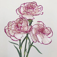 Fleurs fraîches coupées Purple Elf Carnation - Plus de 40 couleurs, longueur 60 cm, pour la fête des mères et les décorations de mariage