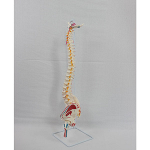 Modèle naturel de l'origine et des points d'insertion des muscles attachés à l'os occipital des grandes plaquettes vertébrales - Product Image 3