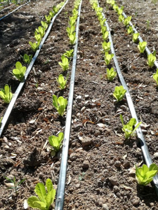 Système d'irrigation goutte-à-goutte souterrain moderne en HDPE avec émetteur plat de 16 mm et 22 mm, avec connecteurs et raccords pour rouleaux de 3000 m, 1 tuyau HDPE - Product Image 5