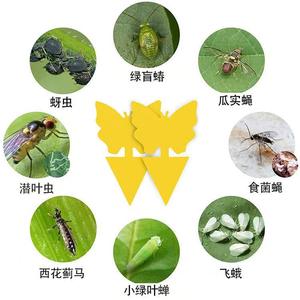 Gelbe Papierfliegenfalle mit starkem Klebegel – Fabrikverkauf – Insekten- und Mückenfänger für die Schädlingsbekämpfung in Landwirtschaft, Pflanzen und Töpfen - Product Image 5