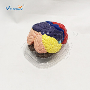 Modèle d'anatomie cérébrale coloré, marqueurs des régions du cerveau, modèle de démonstration pédagogique pour les écoles de médecine - Product Image 1