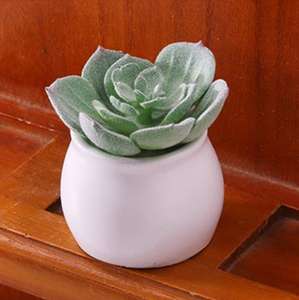 ขายส่งต้นลิทอปส์ขนาดเล็ก ต้นไม้ประดับตกแต่งในกระถาง ต้นไม้จำพวกไม้อวบน้ำหายาก - Product Image 4