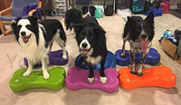 Dispositif d'entraînement d'équilibre dynamique de balle pour l'entraînement et l'ajustement de chien