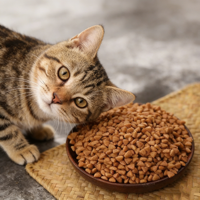 Nourriture sèche pour chats de haute qualité, riche en protéines, saveurs personnalisées, haute appétence, nutrition naturelle riche, santé digestive