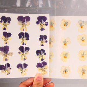 12 pezzi <span class=keywords><strong>fiore</strong></span> pressato <span class=keywords><strong>giallo</strong></span> <span class=keywords><strong>viola</strong></span> <span class=keywords><strong>viola</strong></span> vera fiori secchi per collana artigianale in resina Nail Case decorazione per telefono - Product Image 6