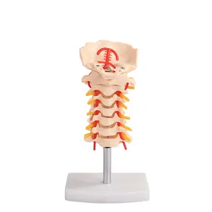 颈总动脉枕椎间盘神经BIX-A1021颈椎解剖模型