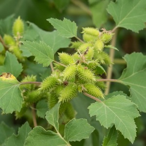 Nuova Crema Erboristica per Rinite e Congestione Nasale, <span class=keywords><strong>Unguento</strong></span> e Crema Antiprurito per Sinusite e Rinite, Prodotto per la Cura della Salute - Product Image 6